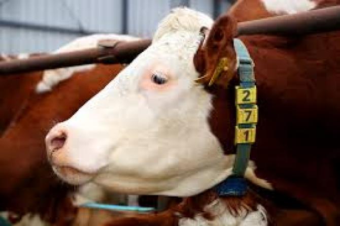 Профильный комитет ЖК поручил Минфину изыскать 20-40 млн сомов в бюджете 2016 года на внедрение идентификации животных &mdash; Tazabek