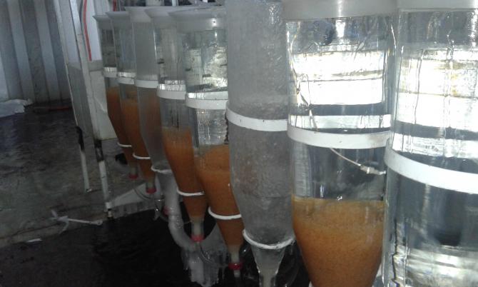 Департамент рыбного хозяйства ввел в эксплуатацию инкубационный цех в Нарынской области (фото) &mdash; Tazabek