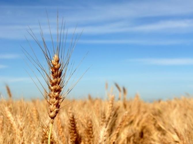 С начала года 971 сельский товаропроизводитель получил льготный кредит на 374,5 млн сомов &mdash; Tazabek