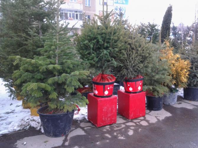 Фоторепортаж: Новогодняя пора или сколько стоят ели, пихты и туи в преддверии праздника &mdash; Tazabek