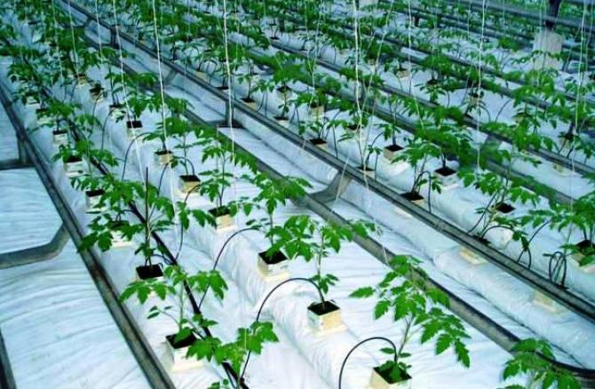 Минсельхоз предложил разрешить строить на особо ценных сельхозугодьях сооружения системы капельного орошения и теплицы из легких конструкций &mdash; Tazabek