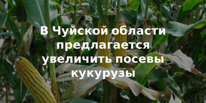 Минсельхоз предлагает увеличить в Чуйской области посевные площади кукурузы, в Баткенской области &ndash; колированной черешни &mdash; Tazabek