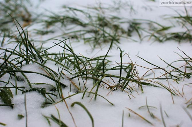 Профильный комитет ЖК поддержал законопроект о страховании растений &mdash; Tazabek