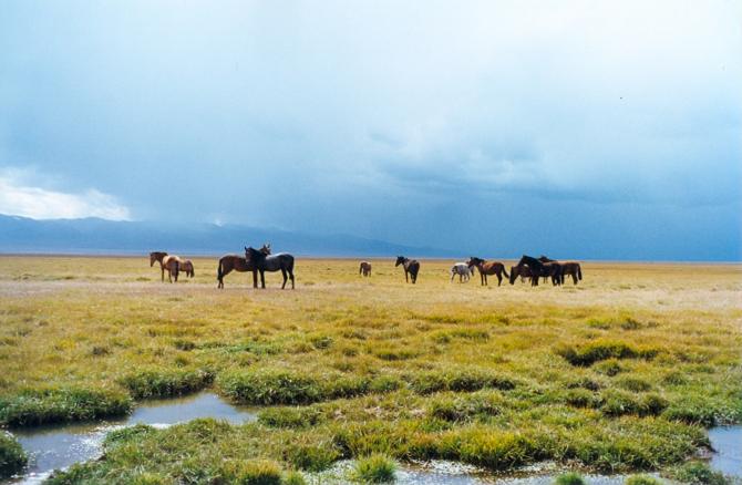 Минсельхоз предлагает осуществлять оплату за использование пастбищ через районные отделы казначейства &mdash; Tazabek