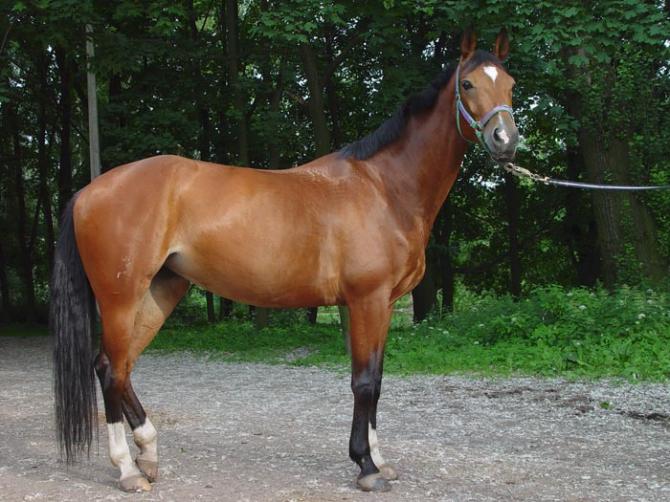 За 2015 год Кыргызстан экспортировал в Россию 1 лошадь на $1,1 тыс. &mdash; Tazabek