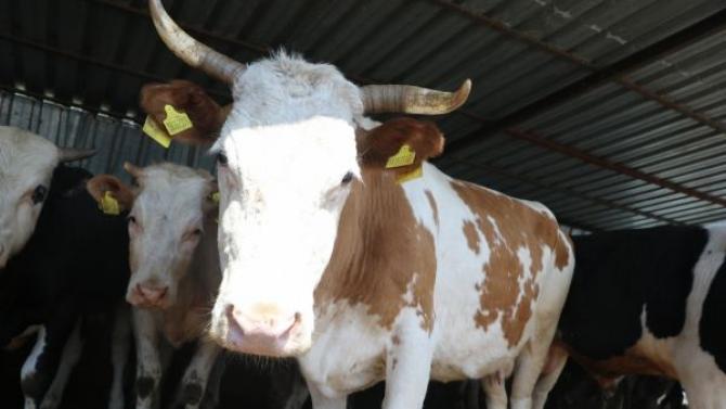 В КР создан статуарный ветеринарный орган для регулирования деятельности частных ветеринаров &mdash; Tazabek
