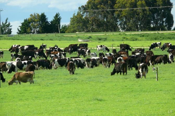 Вступление КР в ЕАЭС: Почему возник спор по ветеринарному контролю? &mdash; Tazabek