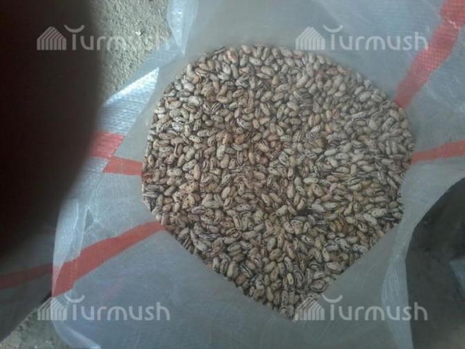 Минсельхоз предложил утвердить реестр оптовых закупщиков и экспортеров таласской фасоли &mdash; Tazabek