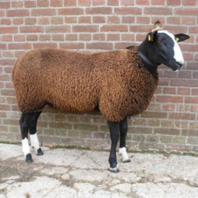 По Кыргызстану есть 3 завода по выращиванию тонкорунных пород овец &mdash; Tazabek