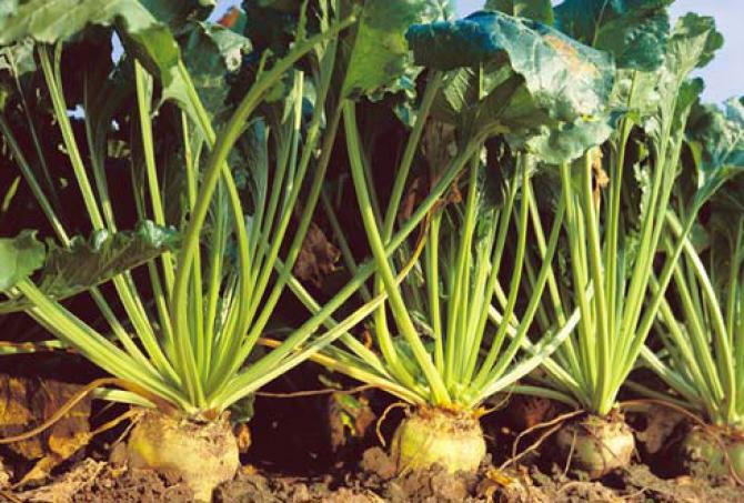 Минсельхоз предлагает увеличить площадь посева сахарной свеклы на 10 тыс. га &mdash; Tazabek