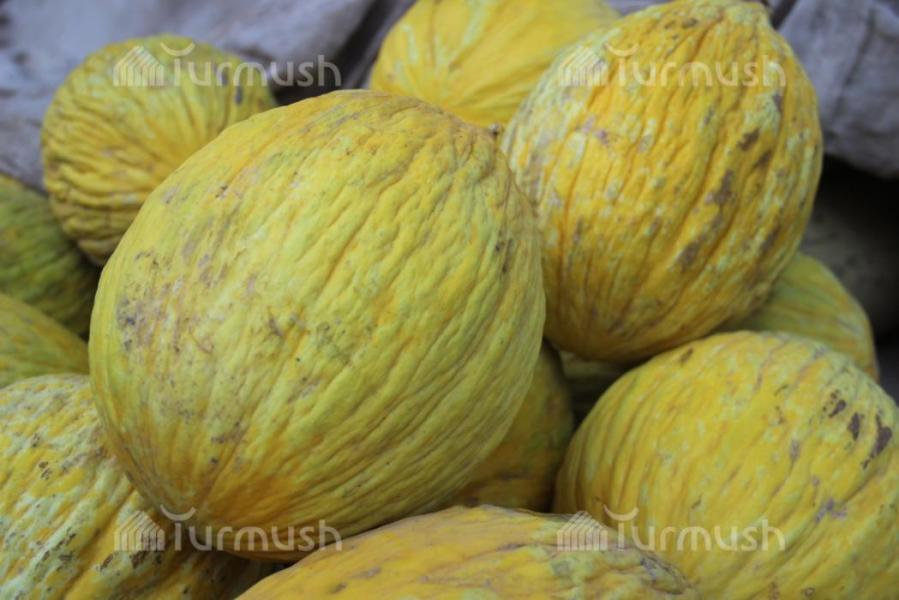 Www гей порно онлайн орыс теңізшілері