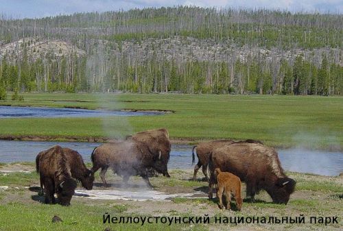 yellowstone-national-park-bison1