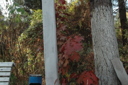 DSC_4916