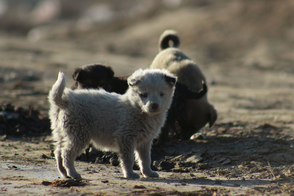 Бишкекская свалка
