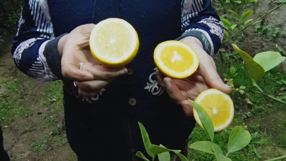 Иллюстрациялык сүрөт