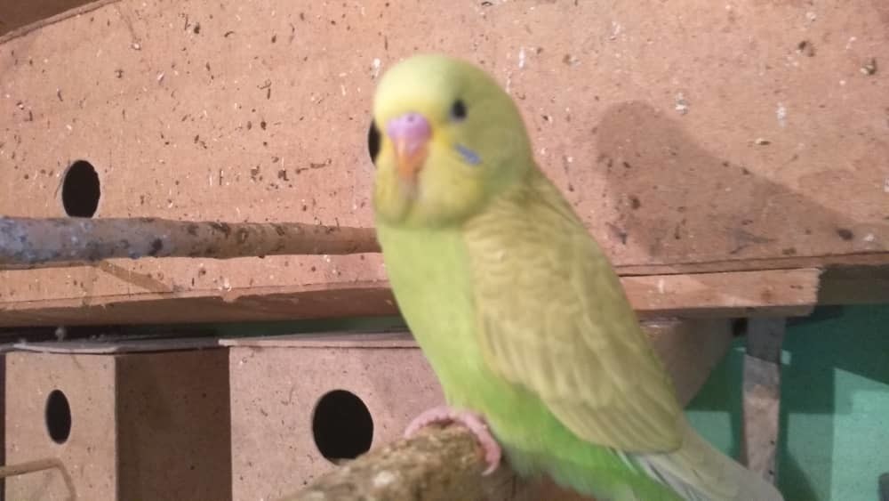 Иллюстрациялык сүрөт