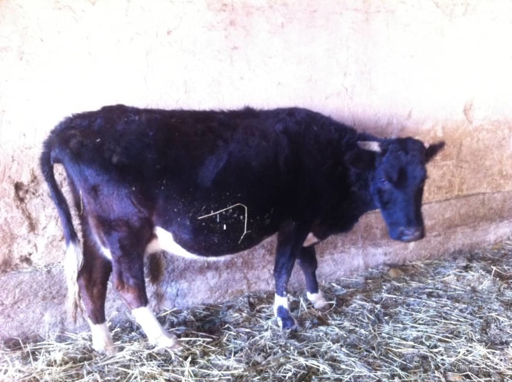 Иллюстрациялык сүрөт