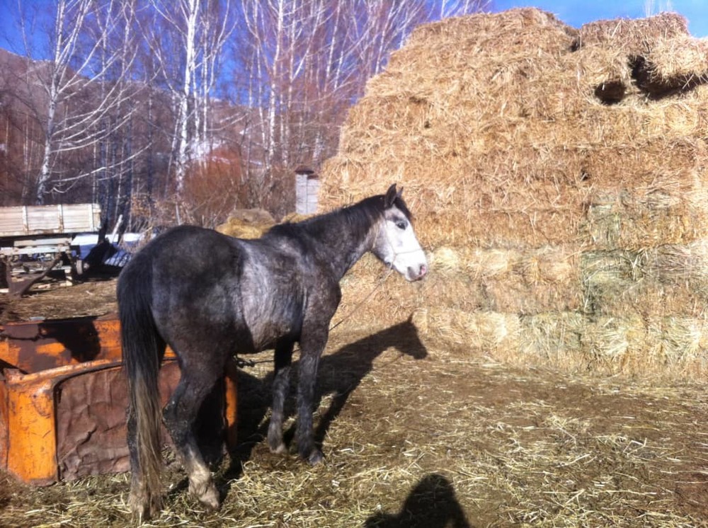 Иллюстрациялык сүрөт