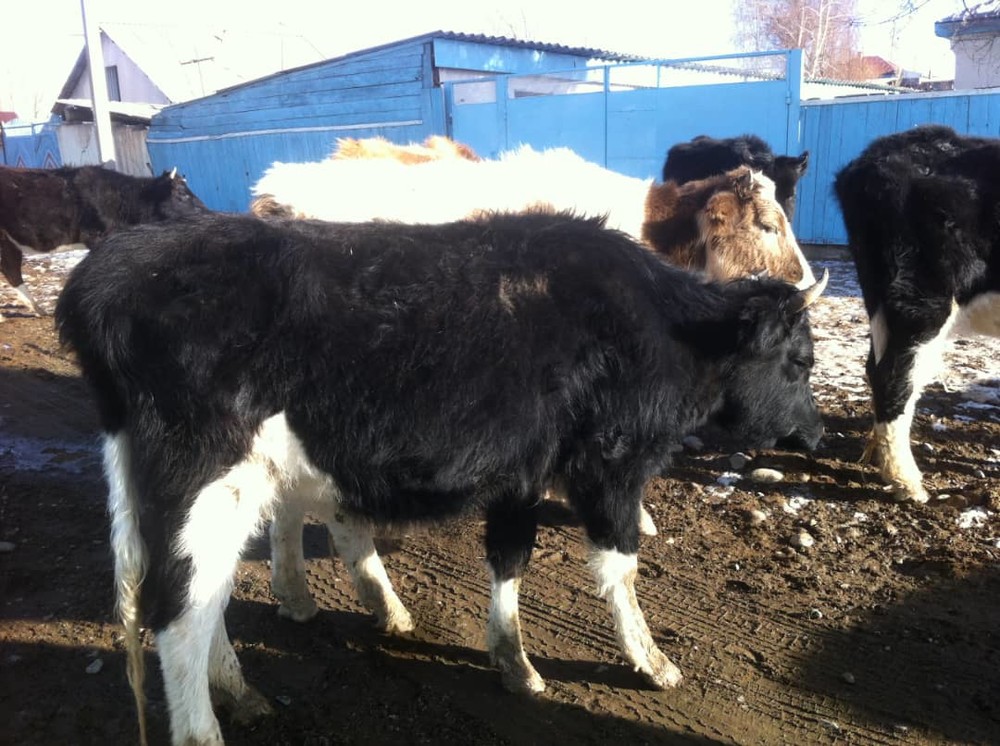 Иллюстрациялык сүрөт