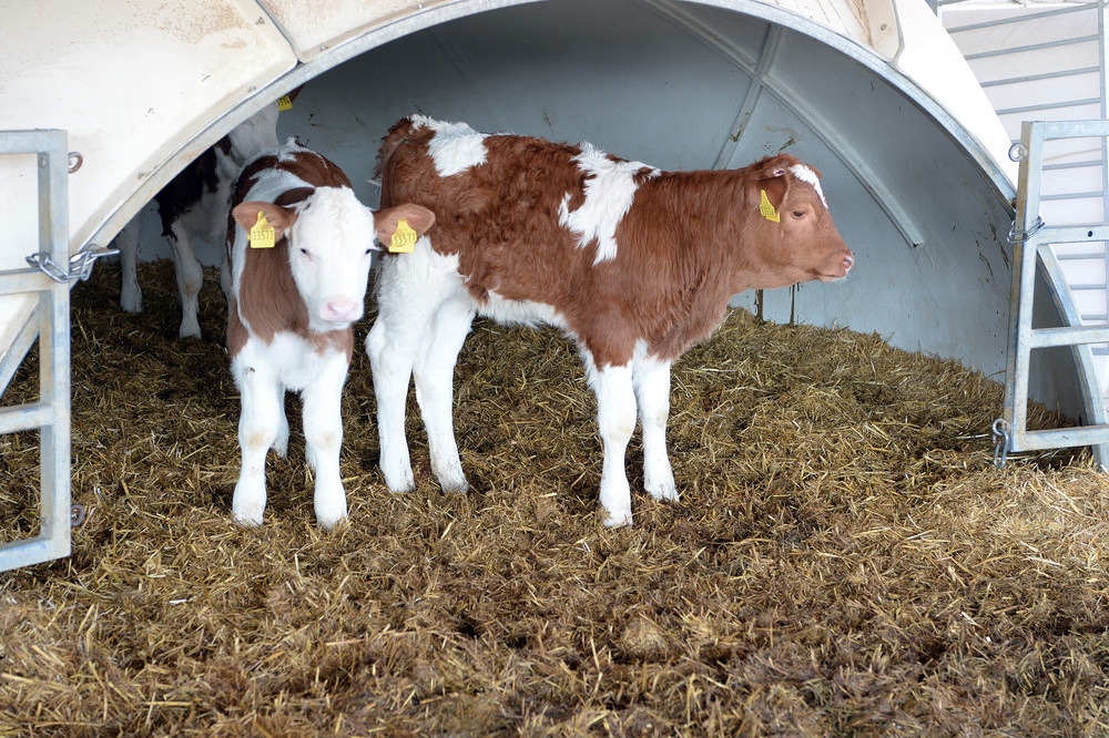 Мюнхендеги айыл чарба ишканасы