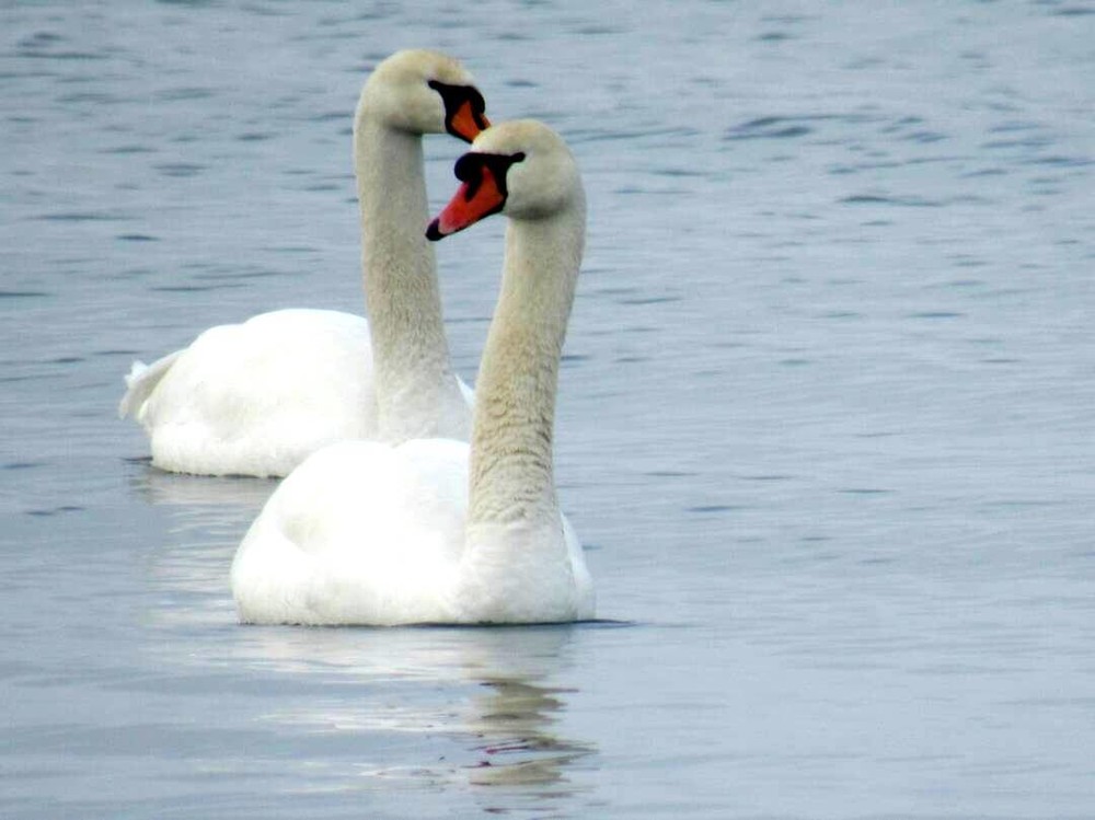 Иллюстрациялык сүрөт