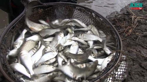 Рыбные Предприятия