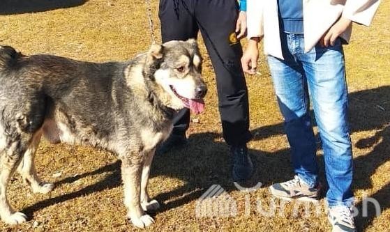 кыргызский волкодав