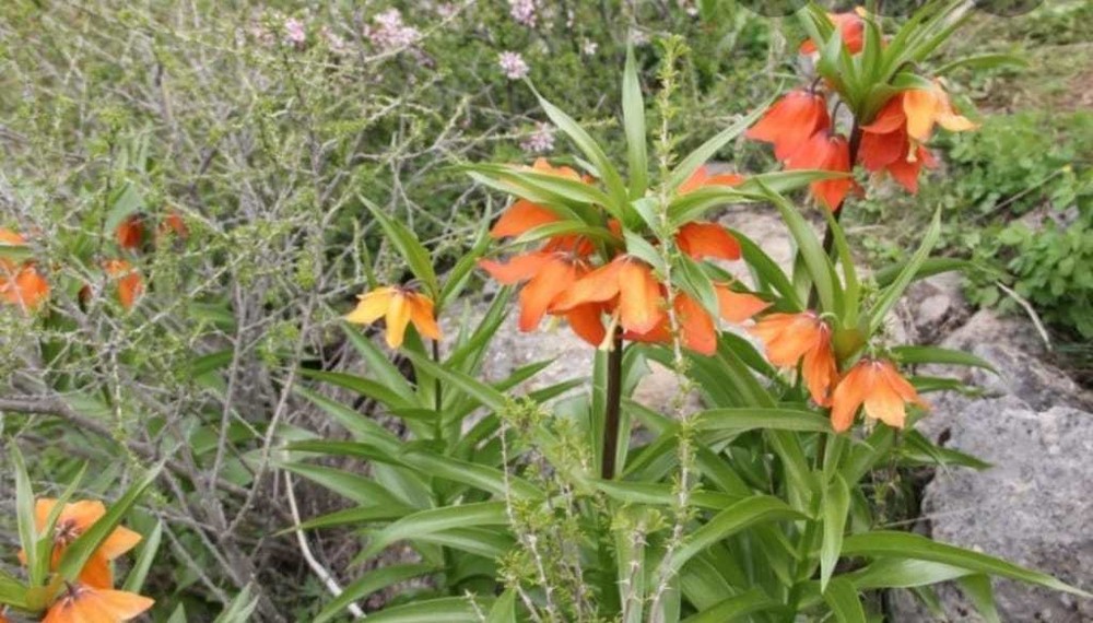 Цветок Айгуль