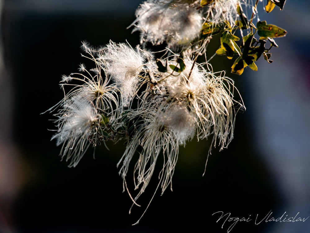 Автор: Владислав Ногай