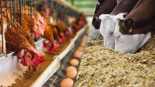 Производство Кормов