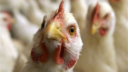 Птицеперерабатывающие Предприятия