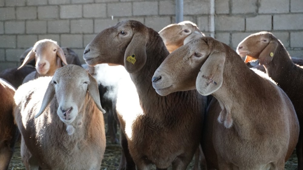 Иллюстративное фото