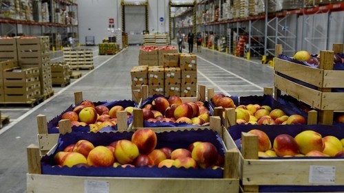 Алишер Козуев