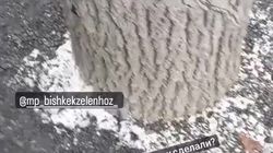 На остановке на Жибек Жолу стволы деревьев замуровали в асфальт. Видео