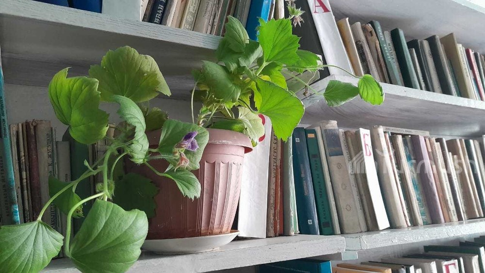 Иллюстративное фото