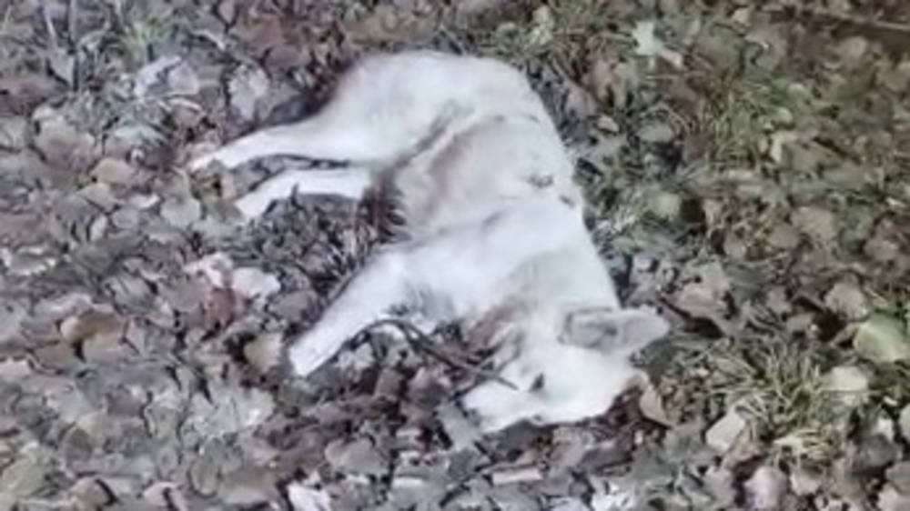 Секс, ложь и видео
