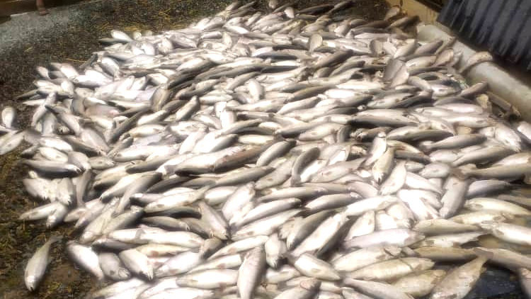 Иллюстрациялык сүрөт