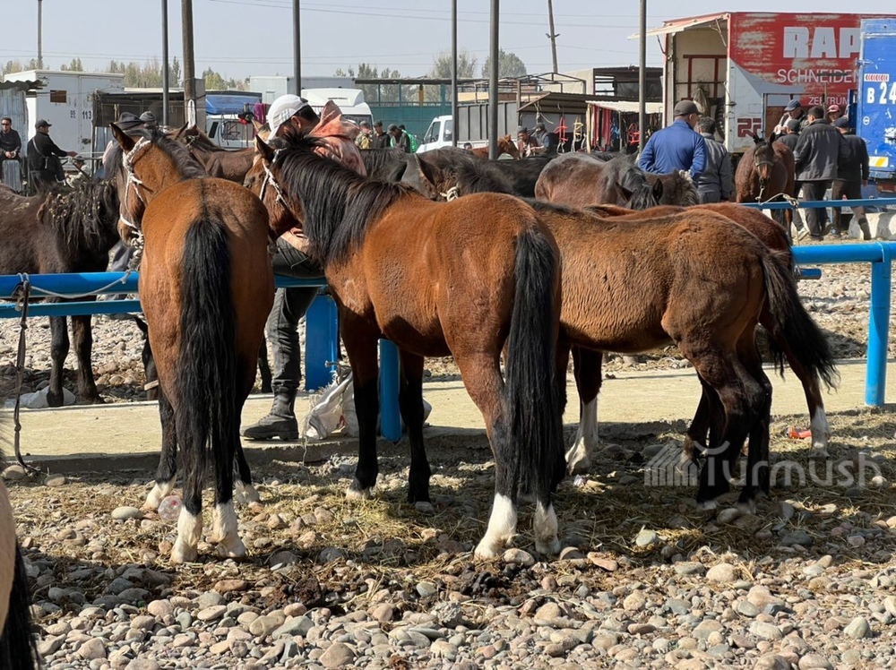 скотный рынок города Токмок