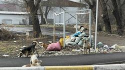 Когда доделают мусорную площадку в Первомайском районе? Фото горожанина