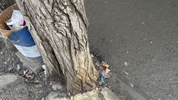 В жилмассиве Ала-Тоо стволы деревьев все еще замурованы. Фото