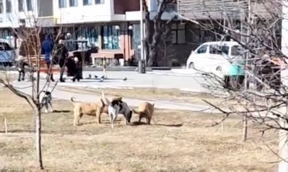 Житель Бишкека жалуется на большое количество бродячих собак в мкр Улан-2