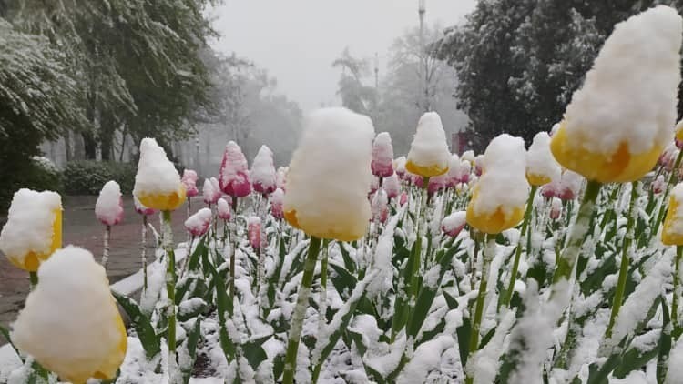 Иллюстрациялык сүрөт