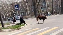 В 12 мкр на перекрестке пасутся коровы. Видео горожанина