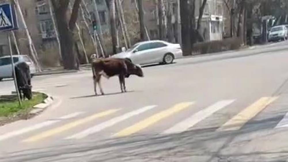В 12 мкр на перекрестке пасутся коровы. Видео горожанина