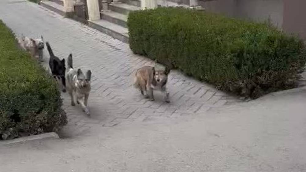 Стая бродячих собак на бульваре Эркиндик. Видео горожанина