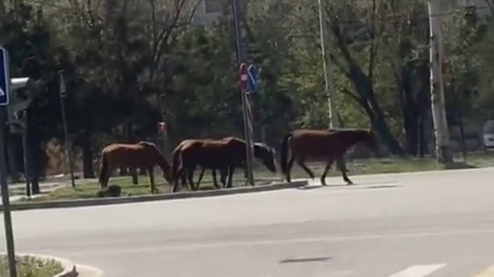 На Южной магистрали снова пасутся лошади. Видео