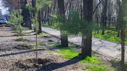 Сосны, посаженные на обочине по Чапаева, исчезли. Видео горожанина