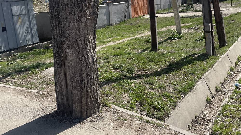 В жилмассиве Ала-Тоо ствол дерева заасфальтировали. Фото