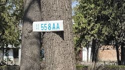На Жибек Жолу к дереву прибили табличку, написав на ней госномер. Фото