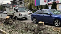 На Байтик Баатыра вырубили деревья, - очевидец